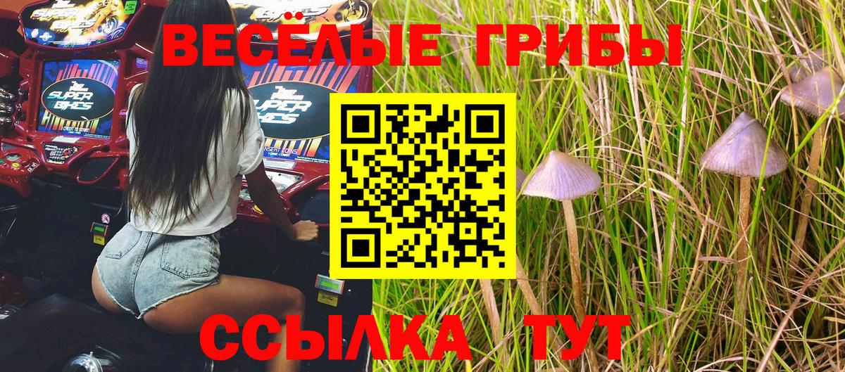 Псилоцибиновые грибы Psilocybine cubensis Камышлов